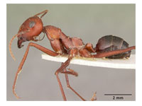 Formigas do Deserto e Integração por Caminhos