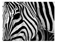 Zebras e Onças